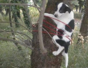 Καρδίτσα: Έδεσε τον σκύλο πάνω στον κορμό του δέντρου για να το υποτάξει