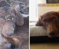 Έσωσαν τον σκύλο που βρέθηκε άρρωστος και γεμάτος τσιμπούρια στην Κινέτα