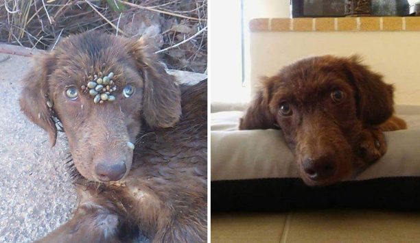 Έσωσαν τον σκύλο που βρέθηκε άρρωστος και γεμάτος τσιμπούρια στην Κινέτα