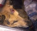 18-3-2019 η δίκη μάνας & γιου για τον βασανισμό μέχρι θανάτου του σκύλου τους στην Κυψέλη της Αθήνας το 2016