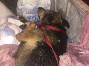 Αθήνα: Αθώωσαν μάνα & γιο αν και το σκυλί τους βρέθηκε ετοιμοθάνατο τυλιγμένο με σεντόνι πεταμένο σε κάδο στην Κυψέλη το 2016