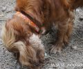 Κερατέα: Βασάνισε μέχρι θανάτου σκύλο καρφώνοντας στο κορμί του 70 ξύλινα καλαμάκια