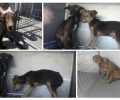 Έκκληση για την φιλοξενία 4 σκυλιών που κατασχέθηκαν από τον Δήμο Μαραθώνα με εντολή εισαγγελέα