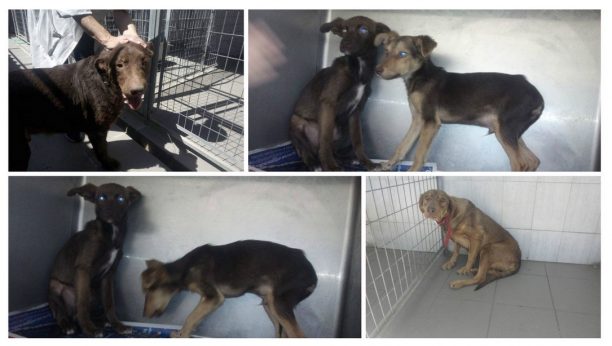 Έκκληση για την φιλοξενία 4 σκυλιών που κατασχέθηκαν από τον Δήμο Μαραθώνα με εντολή εισαγγελέα