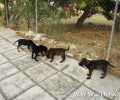 Εύβοια: Πρόγραμμα στειρώσεων χαμηλού κόστους για οικόσιτα σκυλιά στον Δήμο Κύμης - Αλιβερίου