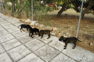 Εύβοια: Πρόγραμμα στειρώσεων χαμηλού κόστους για οικόσιτα σκυλιά στον Δήμο Κύμης - Αλιβερίου