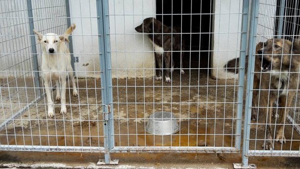 Παρέμβαση εισαγγελέα για τη δολοφονία 2 σκυλιών από εθελοντή στο Δημοτικό Κυνοκομείο Σερρών & τις παρανομίες του δήμου ζητάει η Π.Φ.Π.Ο.
