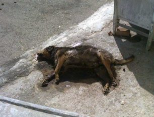 Βρήκαν 7 εξαθλιωμένα και 2 νεκρά σκυλιά που κανείς δεν φρόντισε όταν πέθανε η ιδιοκτήτρια τους στην Λάππα Αχαΐας