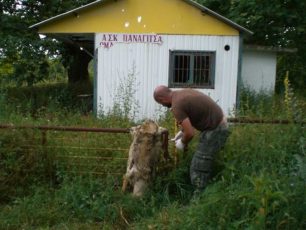 Θηλυκός λύκος βασανίστηκε μέχρι θανάτου στην Παναγίτσα Πέλλας