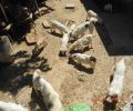 Μακρύγιαλος Πιερίας: Βρήκαν εξαθλιωμένα και νηστικά 35 σκυλιά που αδυνατεί να φροντίσει ο ψυχικά και σωματικά άρρωστος ιδιοκτήτης τους