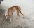 Μαραθώνας: Κατάφεραν να πιάσουν για να μεταφέρουν σε κτηνιατρείο το εξαιρετικά σκελετωμένο σκυλί