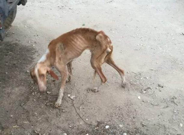 Μαραθώνας: Κατάφεραν να πιάσουν για να μεταφέρουν σε κτηνιατρείο το εξαιρετικά σκελετωμένο σκυλί