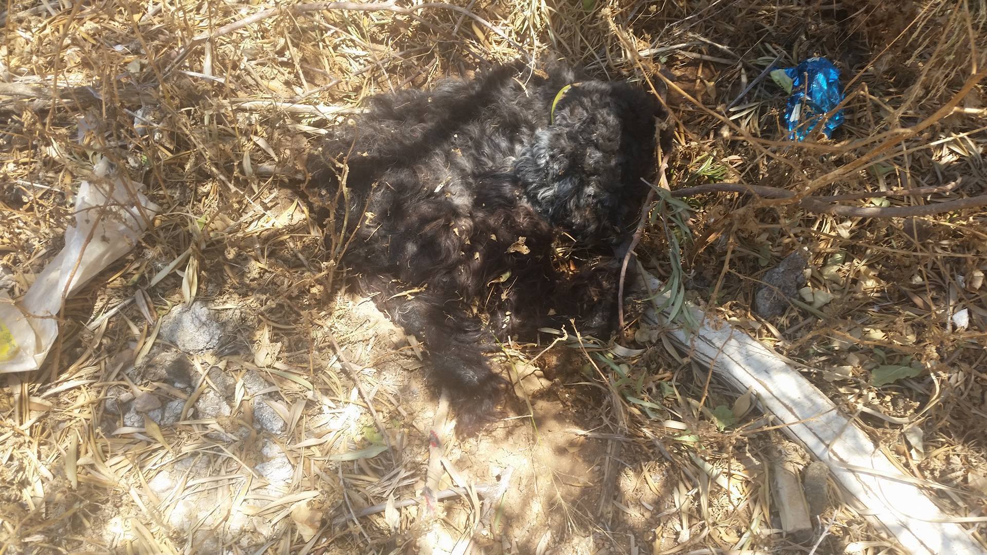Σκότωσε τον έναν σκύλο του και εξαφάνισε τον δεύτερο στην Μηλαδέζα Βάρης 4 MiladezaVarisSkyliaKasidokosta (3)