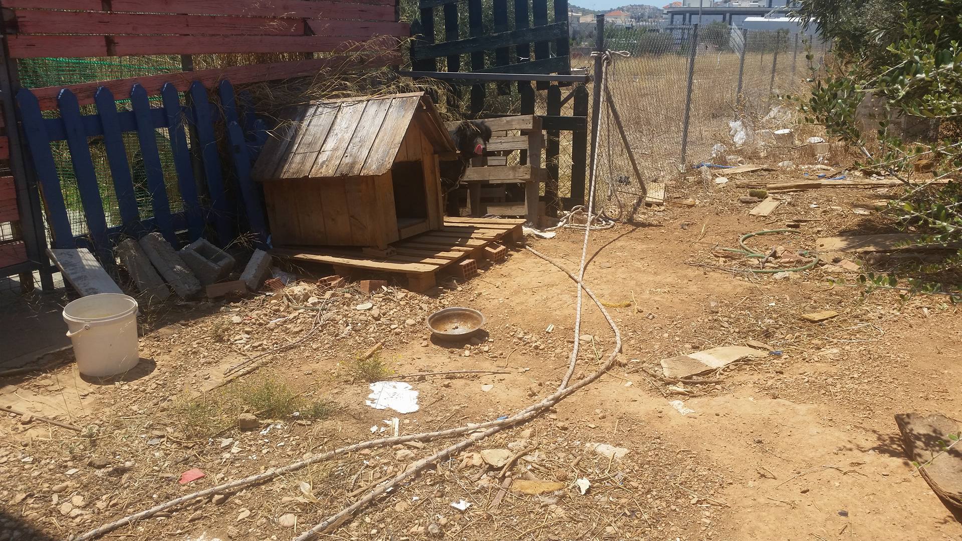 Σκότωσε τον έναν σκύλο του και εξαφάνισε τον δεύτερο στην Μηλαδέζα Βάρης 5 MiladezaVarisSkyliaKasidokosta (5)