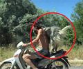 Λευκάδα: Αν ο οδηγός της μηχανής χάσει τον έλεγχο τι θα υποστεί ο σκύλος του; (Βίντεο)