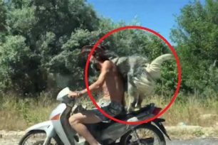 Λευκάδα: Αν ο οδηγός της μηχανής χάσει τον έλεγχο τι θα υποστεί ο σκύλος του; (Βίντεο)