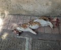 Σκότωσε και κρέμασε το γατάκι στα κάγκελα πολυκατοικίας στο Μοσχάτο
