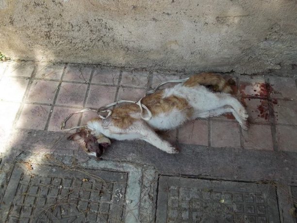 Σκότωσε και κρέμασε το γατάκι στα κάγκελα πολυκατοικίας στο Μοσχάτο