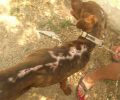 Βρήκαν τον σκύλο σκελετωμένο, ακρωτηριασμένο και εγκαύματα στην πλάτη στα Μυστεγνά Λέσβου