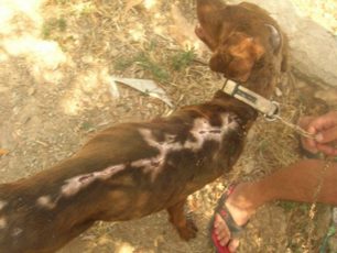 Βρήκαν τον σκύλο σκελετωμένο, ακρωτηριασμένο και εγκαύματα στην πλάτη στα Μυστεγνά Λέσβου