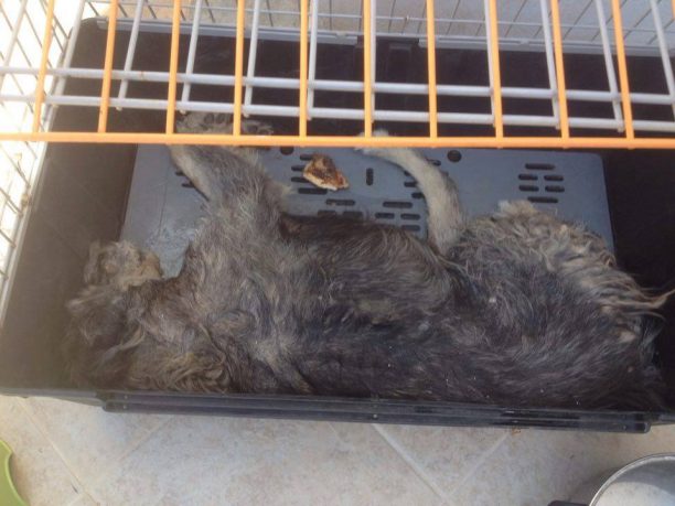 Σαλαμίνα: Χτύπησε με πέτρα & σκότωσε σκύλο μπροστά σε δεκάδες λουόμενους αλλά κανείς δεν τον κατήγγειλε στην Αστυνομία