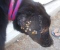 Σαλαμίνα: Πυροσβέστες βρήκαν τον ένα σκύλο νεκρό και τον δεύτερο να τον τρώνε εκατοντάδες τσιμπούρια