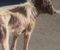 Έκκληση για τον άρρωστο αδέσποτο σκύλο που περιφέρεται στην παραλία το Σέσι Γραμματικού Αττικής