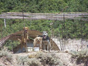 Έλεγχοι, πρόστιμα και διώξεις για τα βαρελόσκυλα προαναγγέλλει ο Δήμος Σκύρου