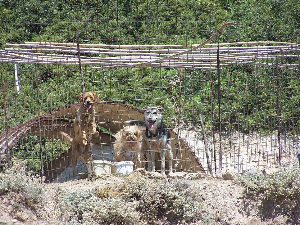 Έλεγχοι, πρόστιμα και διώξεις για τα βαρελόσκυλα προαναγγέλλει ο Δήμος Σκύρου