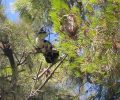 Χάρη στο ενδιαφέρον ιδιωτών το γατάκι απεγκλωβίστηκε από δέντρο και ύψος 15 μέτρων στη Βούλα