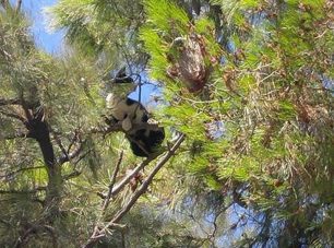 Χάρη στο ενδιαφέρον ιδιωτών το γατάκι απεγκλωβίστηκε από δέντρο και ύψος 15 μέτρων στη Βούλα