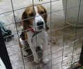 Χαϊδάρι: Καταδικάστηκε επειδή κακοποιούσε τον σκύλο του με κολάρο που προκαλεί πόνο στο ζώο όταν γαυγίζει
