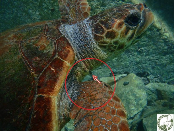 Νάξος: Η θαλάσσια χελώνα τον άφησε να βγάλει από το λαιμό της το αγκίστρι ενώ ήταν στον βυθό