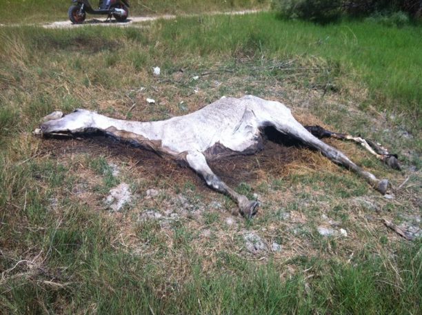 Ζάκυνθος: Αναζητούν τον ιδιοκτήτη του αλόγου που το εγκατέλειψε και το άφησε να πεθάνει