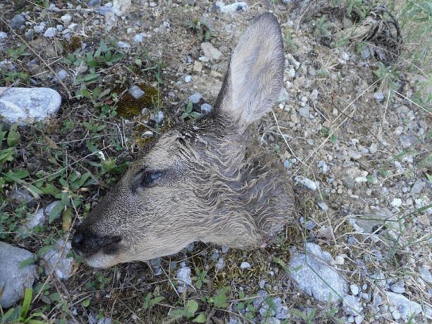 Το Οικολογικό Δίκτυο καταγγέλλει τον αποκεφαλισμό ζαρκαδιού στον Όλυμπο