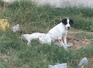Έκκληση για το σκυλί με τα σπασμένα πόδια που κείτεται αβοήθητο σε χωράφι στο Ζεφύρι Αττικής (βίντεο)