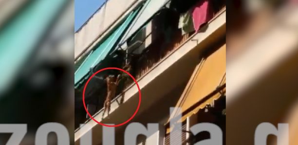 Άγνωστο υπό ποιες συνθήκες σκύλος έπεσε ή κάποιος τον έριξε από μπαλκόνι διαμερίσματος στην πλ. Αμερικής (βίντεο)