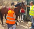 Κατάφεραν να πιάσουν το 1 από τα 4 άγρια άλογα που περιφέρονταν αδέσποτα σε Κορυδαλλό και όρος Αιγάλεω (βίντεο)