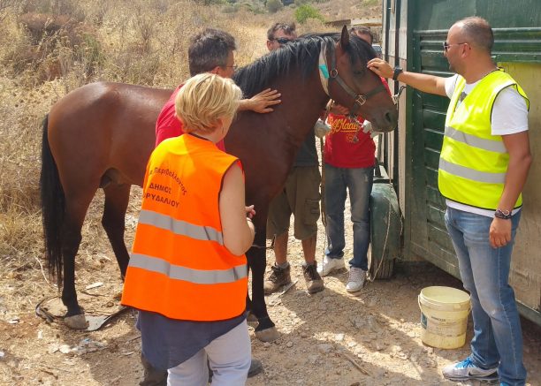 Κατάφεραν να πιάσουν το 1 από τα 4 άγρια άλογα που περιφέρονταν αδέσποτα σε Κορυδαλλό και όρος Αιγάλεω (βίντεο)