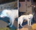 Αγρίνιο: 30.000 € πρόστιμο στον άνδρα που έδεσε τον σκύλο στον κοτσαδόρο του Ι.Χ. για να τον πάει στο χωράφι του