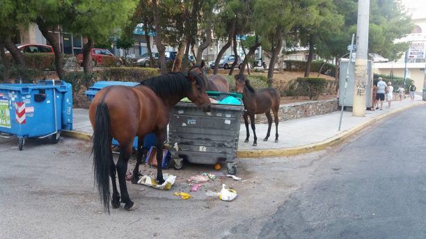 Άγρια άλογα χωρίς τροφή περιφέρονται επί μήνες στον Κορυδαλλό ενώ ο κίνδυνος πρόκλησης δυστυχήματος είναι σχεδόν βέβαιος (βίντεο)