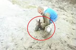 Έσωσαν το αλογάκι που βρήκαν εγκλωβισμένο στις λάσπες στο Φαλακρό Δράμας σε υψόμετρο 2.300 μέτρων (βίντεο)