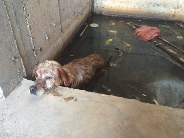 Πυροσβέστες και ιδιώτες έσωσαν τον σκύλο που βρέθηκε εγκλωβισμένος μέσα στο νερό σε εγκαταλελειμμένη οικοδομή στην Άνοιξη Αττικής