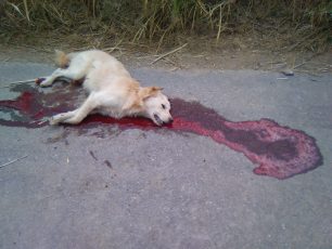 Χτύπησε με το αυτοκίνητο και σκότωσε σκόπιμα τον αδέσποτο σκύλο στους Αστρακούς Ηρακλείου Κρήτης