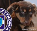 Θεσσαλονίκη: Ο αστυνομικός του Α.Τ. Πολίχνης δεν ήθελε να ασχοληθεί με την εγκατάλειψη σκύλου
