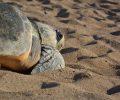 Θα απελευθερώσουν στο Ηράκλειο Κρήτης μετά από πολύμηνη περίθαλψη 3 θαλάσσιες χελώνες που βρέθηκαν τραυματισμένες