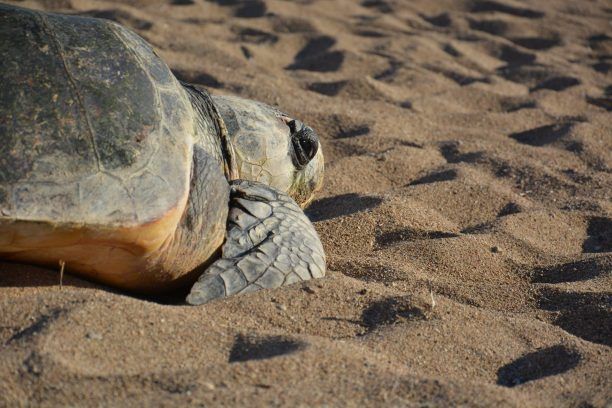 Σάμος: Έσωσαν τραυματισμένη caretta - caretta