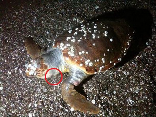 Θαλάσσια χελώνα καρέτα – καρέτα νεκρή με χαρακιά στο λαιμό στην παραλία Μάναγρου της Χίου