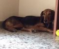 Χάθηκε θηλυκός σκύλος στην πλατεία Αϊνστάιν της Ηλιούπολης