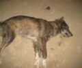 Γαλατάς Αιτωλοακαρνανίας: Χωρίς σταματημό οι μαζικές δολοφονίες σκυλιών και γατιών με φόλες (βίντεο)